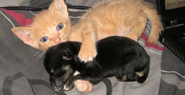 Rescue Kitten Adopts Orphaned Puppy and Now They’re Inseparable!