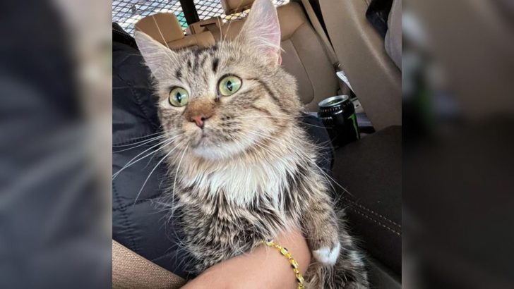 Cat Abandoned In A Filthy And Dark Building Basement Finally Gets Rescued