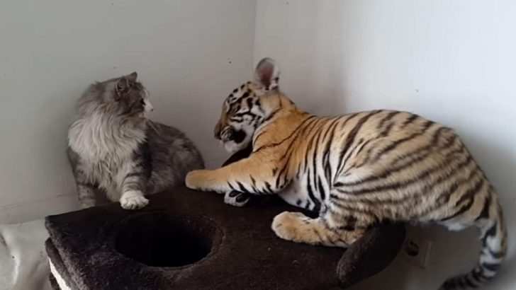 Cat Adopts Two Tiger Cubs And Years Later Their Journey Comes Full Circle