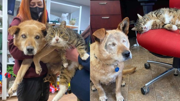 After Being Surrendered To The Shelter, A Cat And His Blind Dog Friend Get A New Chance In Life