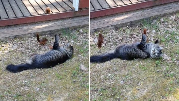 Cat Befriends A Bunch Of Squirrels And It’s Too Cute To Handle