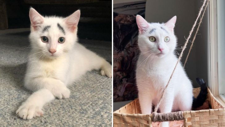 Cat Born By Mistake Is Raising His Eyebrows In Surprise (VIDEO)