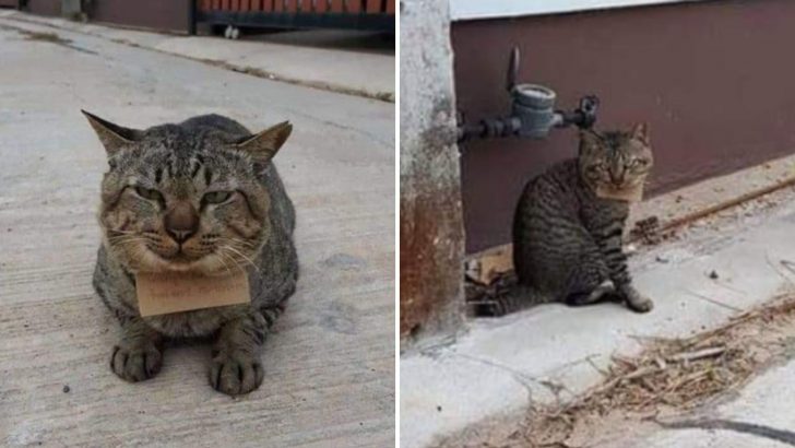 Cat Comes Home With A Note Around His Neck And You’ll Never Guess What It Said