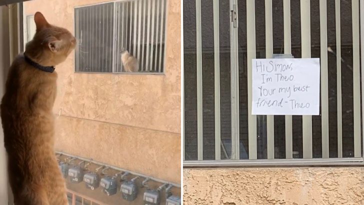 Cat Owner Notices A Strange Sign Through His Window Leading To A Heartwarming Discovery