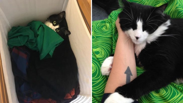 Cat Returned To Shelter 5 Times Refuses To Give Up On His Dream Home