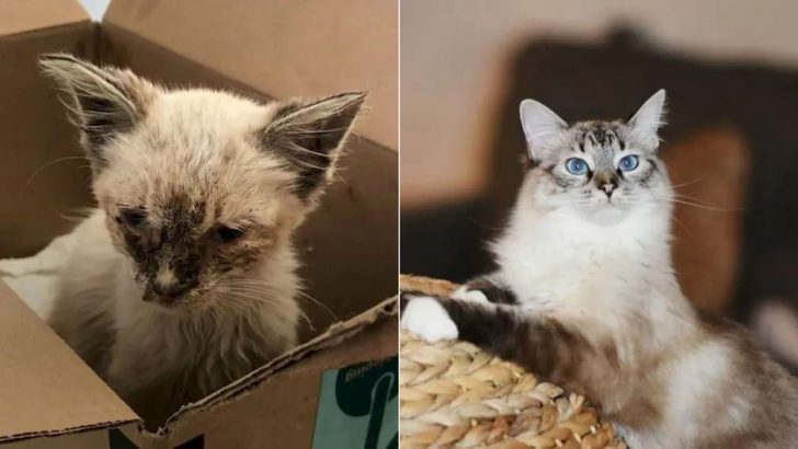 Cat Found ‘Skin And Bones’ Ends Up In Purrfect Hands And Gets A Life-Changing Transformation