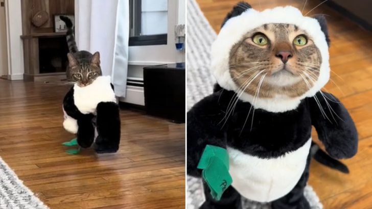 Cat Goes Crazy Over His New Panda Costume