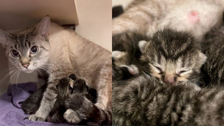 Proud Cat Mom From Oregon Discovers Six Furry Surprises Awaiting Her At Home