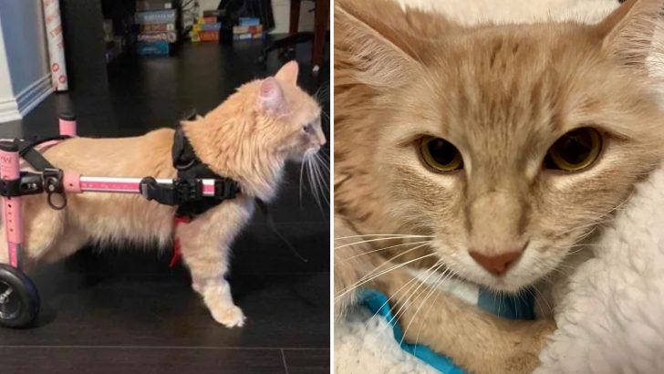 Cat In Texas Left Paralyzed After Miraculously Surviving A Heart-Stopping Three-Story Fall