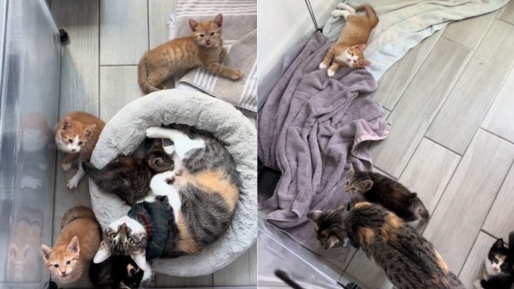 Cat Insists On Adopting Kittens Even Though She’s Not Their Biological Mother