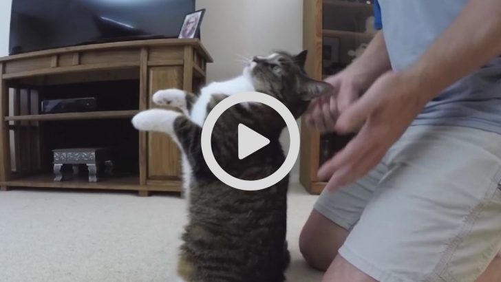 Hilarious Cat Loves Doing “Trust Falls” With Her Owner Showing How Much She Trusts Him