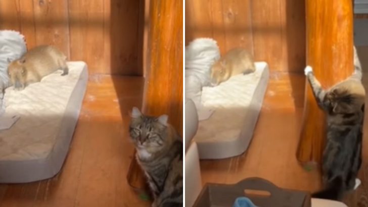 Cat Loves To Cuddle And Play With This Cute Baby Capybara