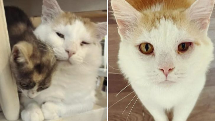 Once Malnourished, Cat Makes An Amazing Transformation And Finds The Purpose Of His Life