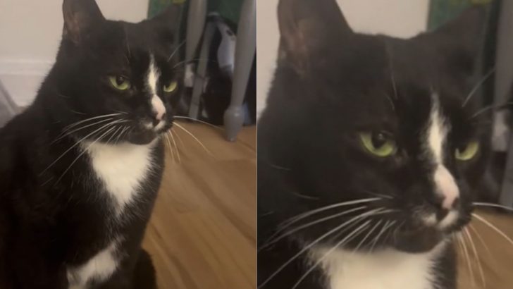 Tuxedo Cat Is Melting Hearts Across The Internet With His Soft And Gentle Meow