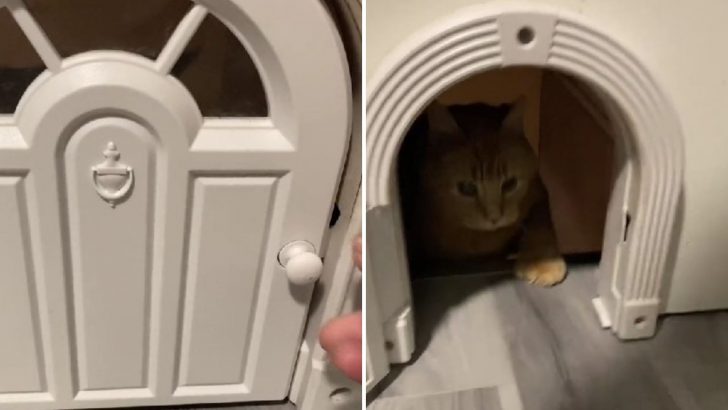 Cat Mom Shares Her Creative Cat Door Basement Access And People Love It