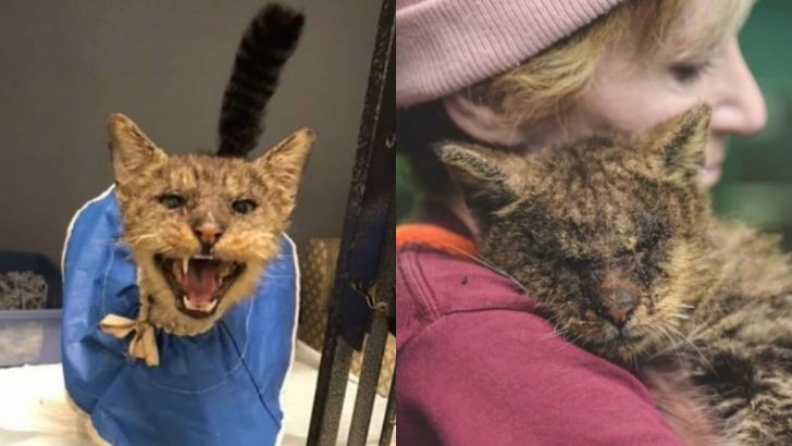 Unwanted Cat Finally Finds His Forever Home And Lives The Life He Deserves