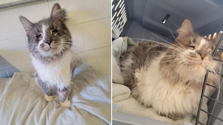 After Living With Over 40 Cats In A Neglected Home, This Cat Finally Finds A Life Of Comfort