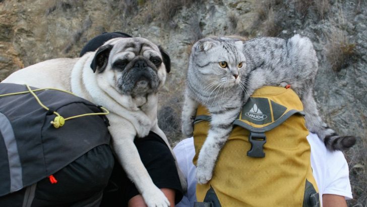 Cat Devastated After Losing His Canine Friend Learns To Love Again