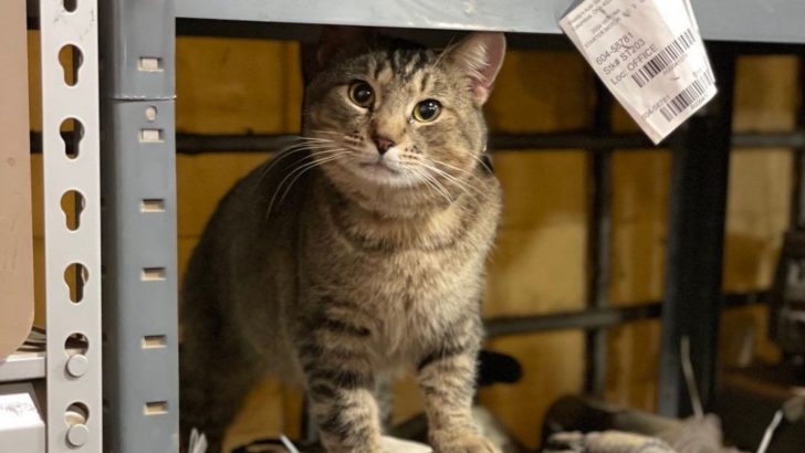 Random Cat Appears At A Car Shop And This Is What Happens Next