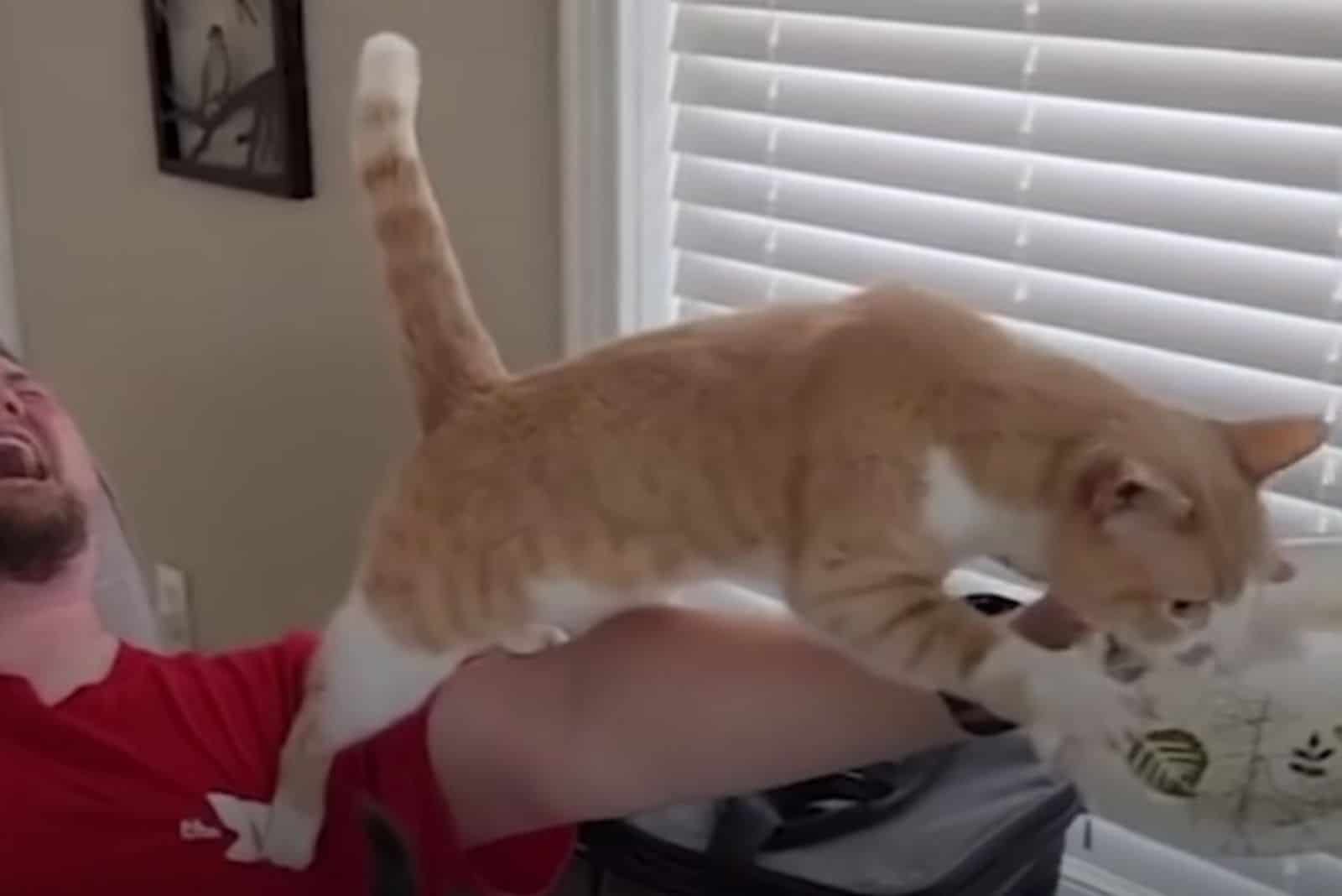 Cat jumping to grab food on a plate