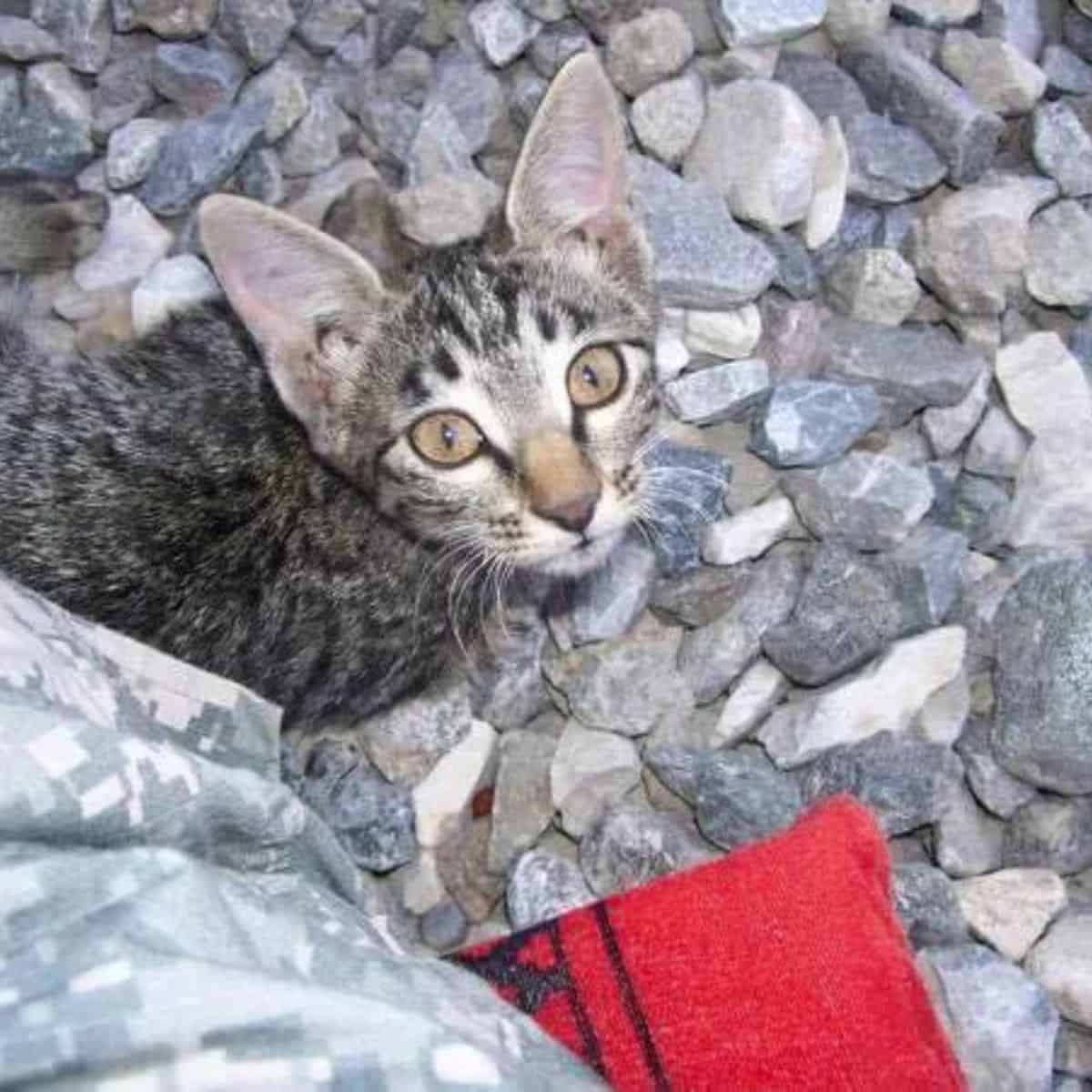 Cat standing on the rocks