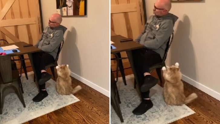 Cat’s Attempt To Get Dad’s Attention Fails, But It’s Guaranteed To Make You Smile