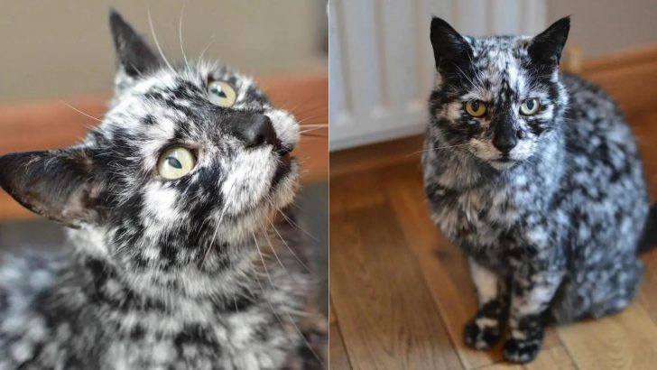 Cat’s Black Coat Turns Into A Unique Marble Fur Due To A Rare Skin Condition