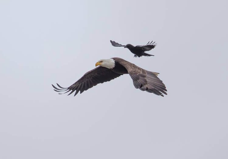 Clever crow spotted riding on the back of a bald eagle