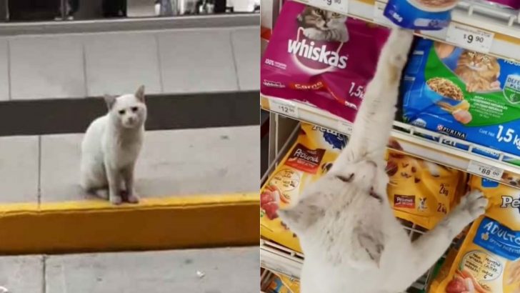 Smart Stray Cat Urges The Woman To Follow Her To The Store And The Reason Will Shock You