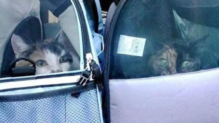 Two 21-Year-Old Cats From California Shelter Find A New Home To Spend Their Golden Years In