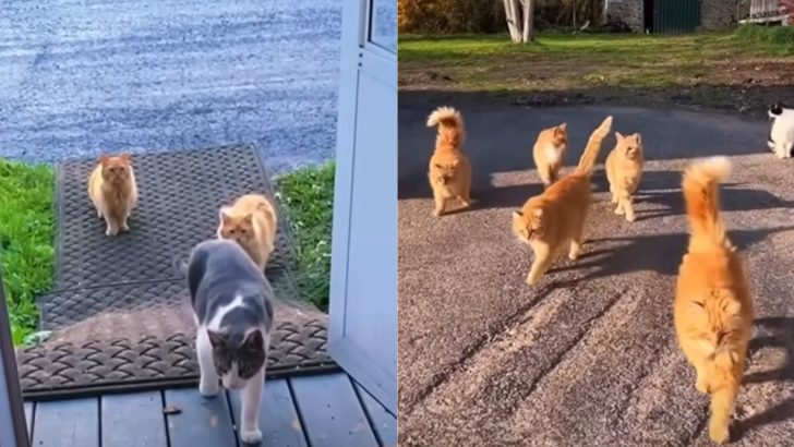 A Couple Moves To A New Home And Discover The Furriest Surprise Ever