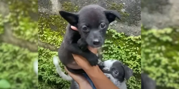 Couple Rescues Puppy from a Hole and Secures Her Deserved Home