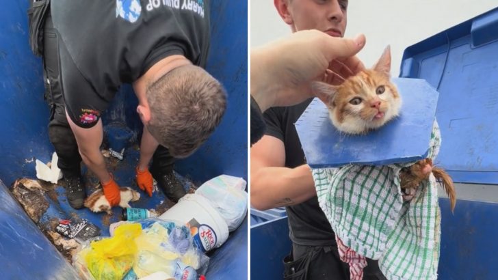 Men Shocked To Discover A Tiny White And Orange Kitten Stuck In A Dumpster Drain Hole