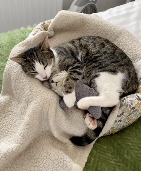 Cute Winnie is sleeping with a stuffed toy