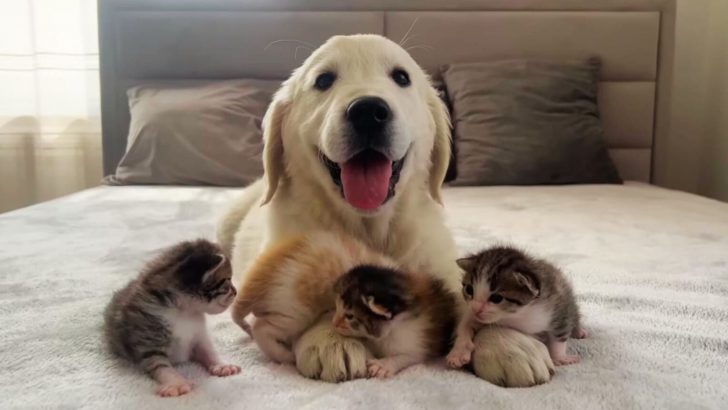 Cuteness Alert! Watch This Adorable Encounter Between A Golden Retriever Pup And Four Kittens