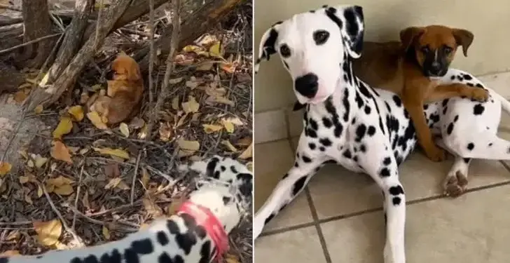 Dalmatian Rescues A Frightened Young Pup Left In The Forest