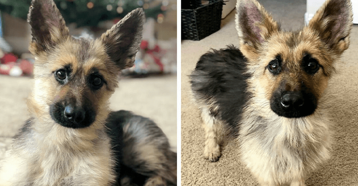 A German Shepherd Puppy Has A Special Birth Feature – Pituitary Dwarfism