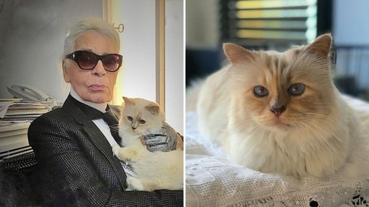 Did You Know Karl Lagerfeld Wanted To Leave Everything To His Cat Choupette?