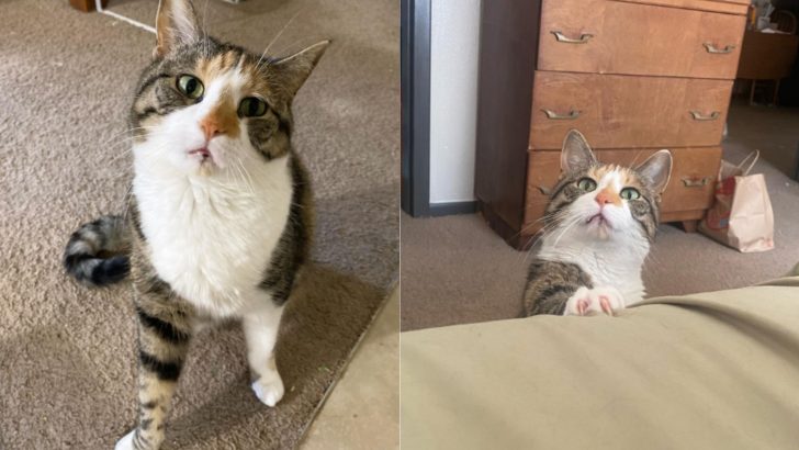 Video Of This Disabled Cat Gently Asking For Cuddles Will Truly Melt Your Heart