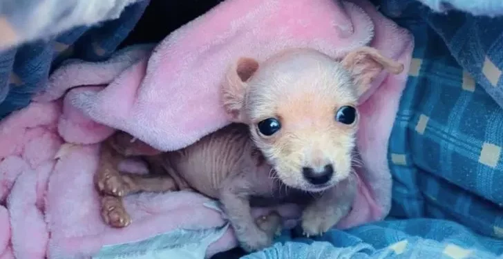 Rescuer Transforms 1-Pound Disabled Pup Into The Most Playful Dog