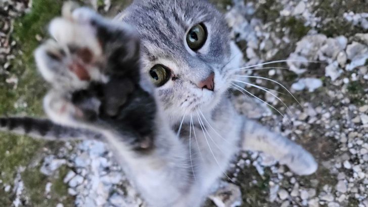 Read Your Cat’s Paw And Unravel The Mystery Of Her Feline Personality