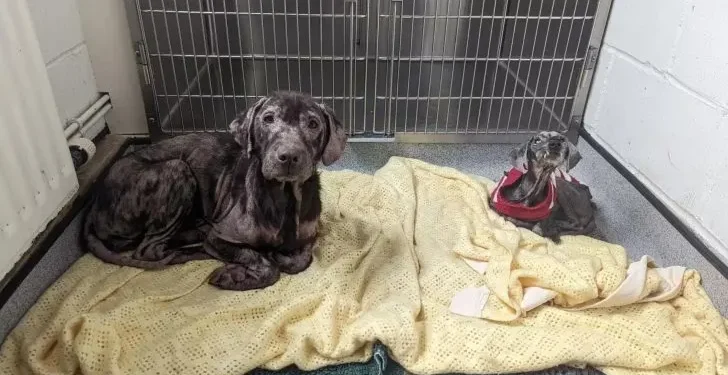 Dog Friends Saved from Streets in Bad Shape Heal Amazingly Well Together