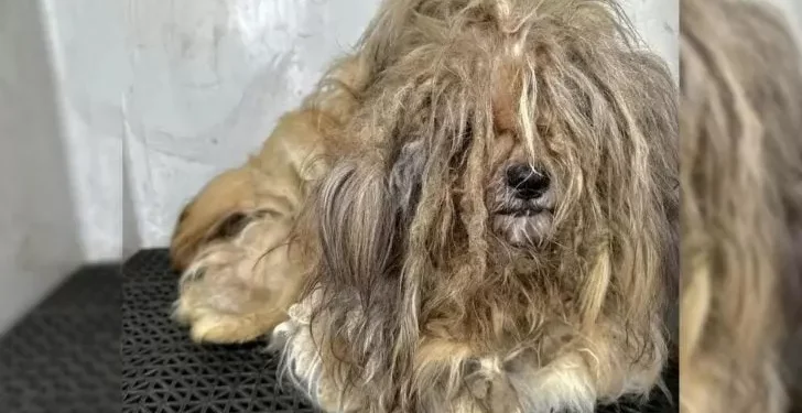 Pup With a 5 Pound Lion-Like Matted Coat Changes Drastically After Grooming