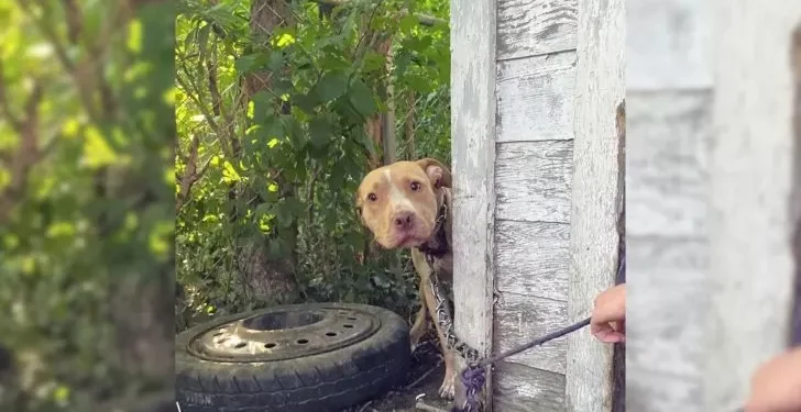 Chained Dog Overwhelmed with Joy When Seeing His Rescuer