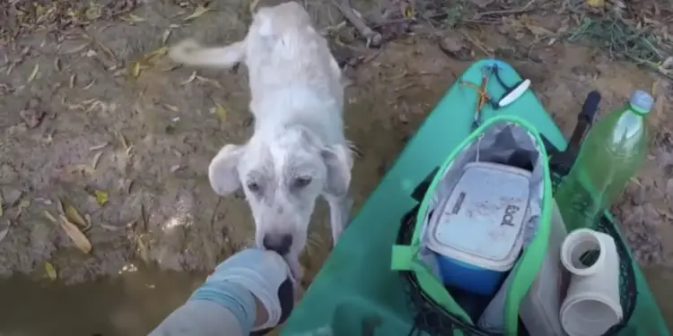 ‘Desperate’ Dog Isolated on Island Spots Kayaker as Its ‘Only Hope’