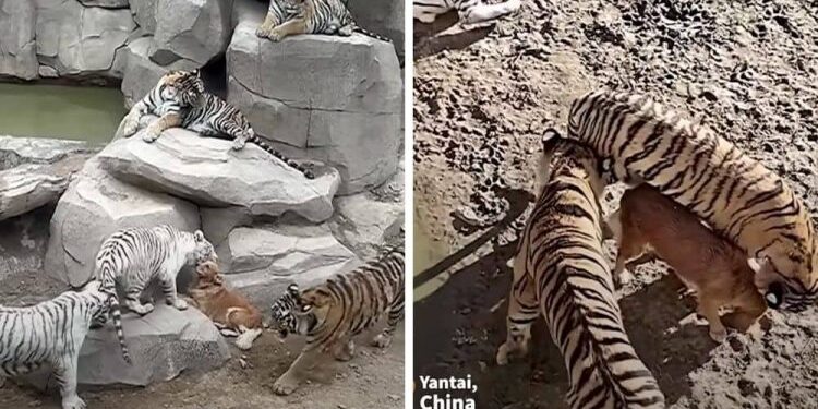 Golden Retriever Falls Into Tiger Enclosure And a New Friendship Is Born