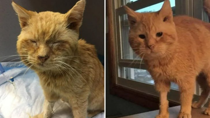 Stray Cat Purrs With Gratitude After Being Rescued From Freezing Conditions