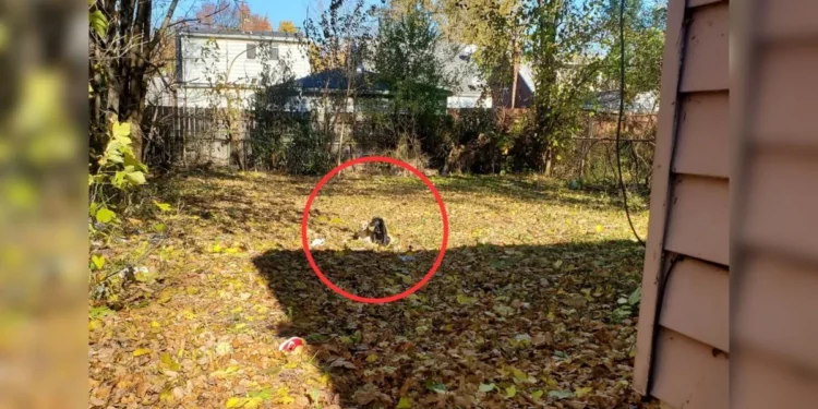 Electrician Finds Two Struggling Furry Faces Behind Abandoned House