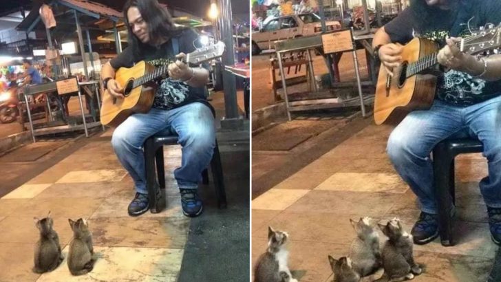 Everyone Ignored This Street Singer, But Then 4 Kittens Came To Support Him