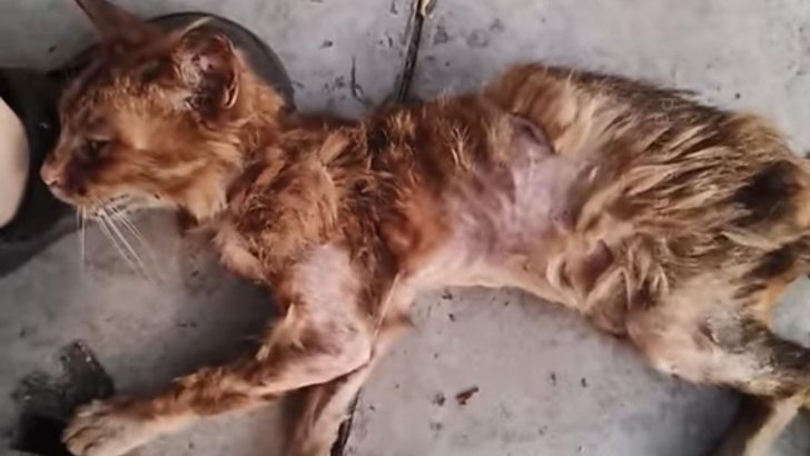 Extremely Skinny Stray Cat Starved Of Affection Undergoes A Remarkable Transformation